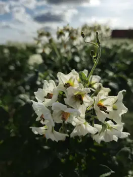 Bellegem, West-Vlaanderen (België)